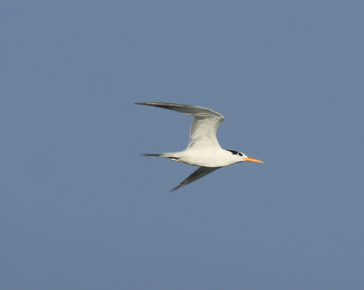 Lesser Crested Tern - ML617961414