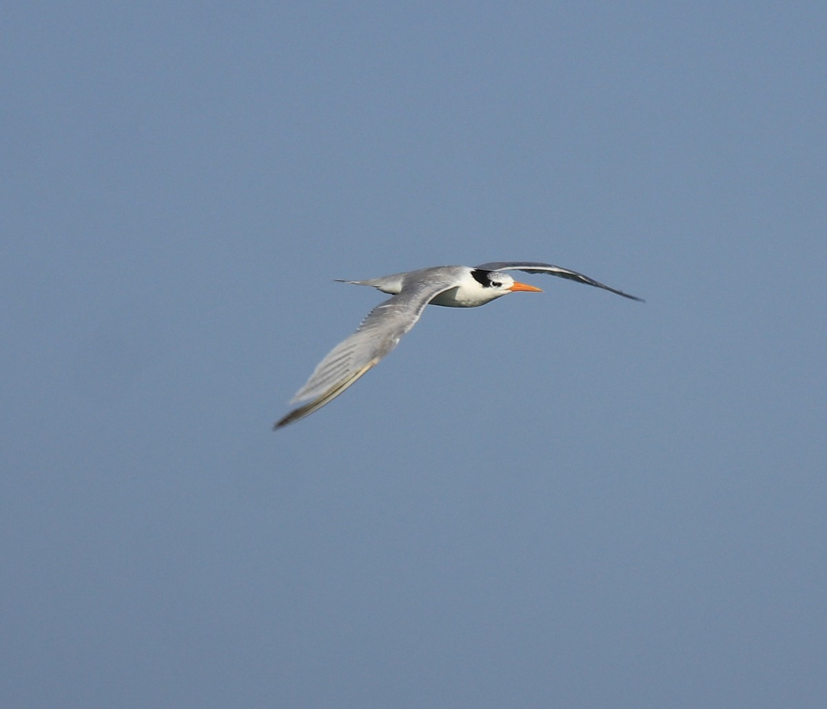 Lesser Crested Tern - ML617961415
