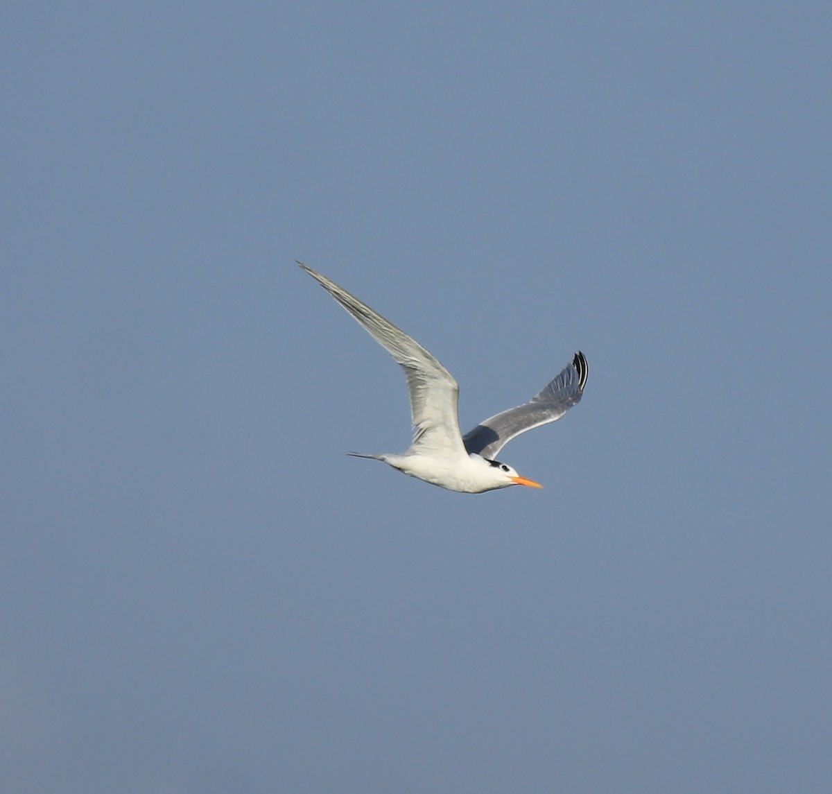 Lesser Crested Tern - ML617961416