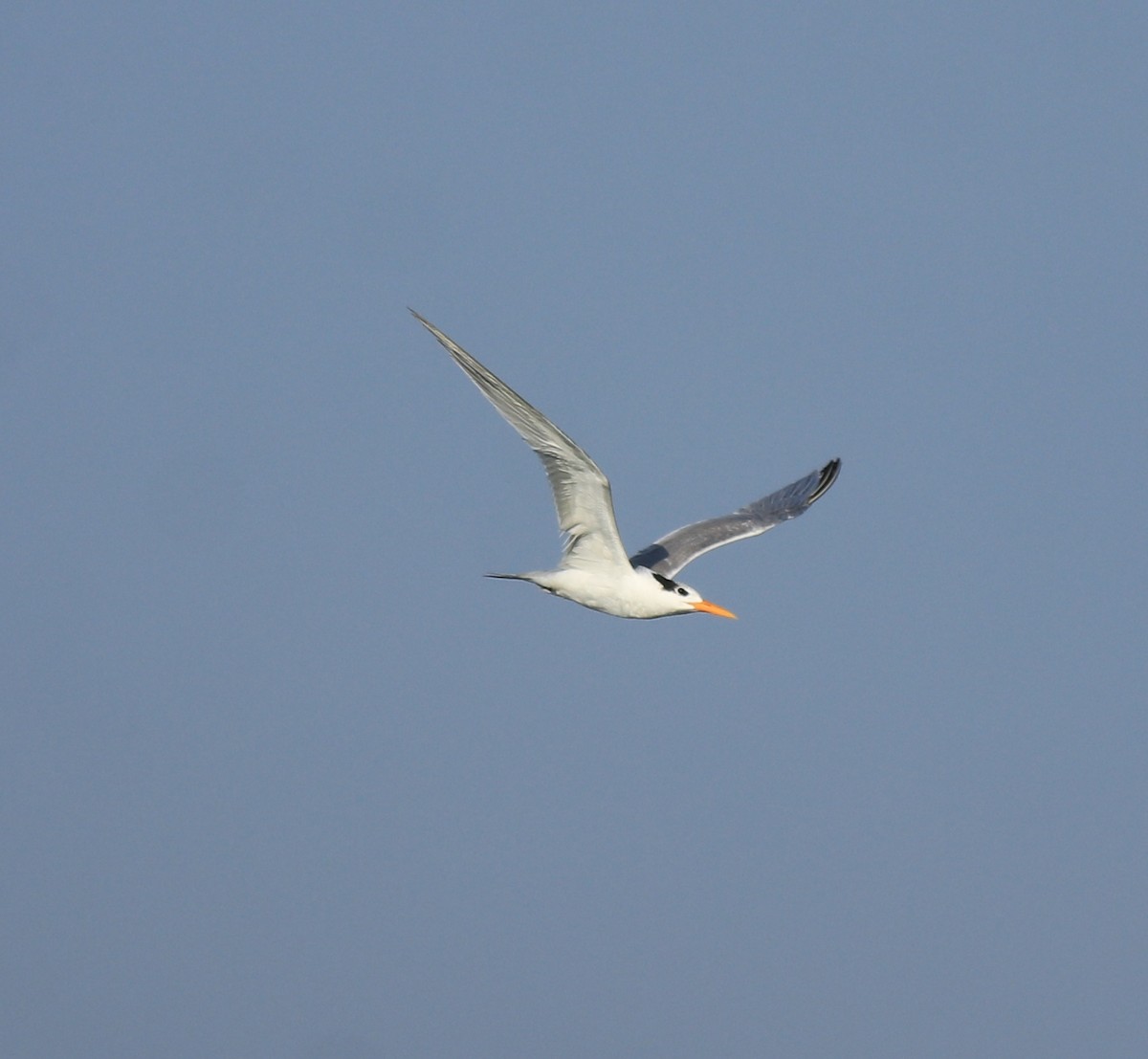 Lesser Crested Tern - Afsar Nayakkan