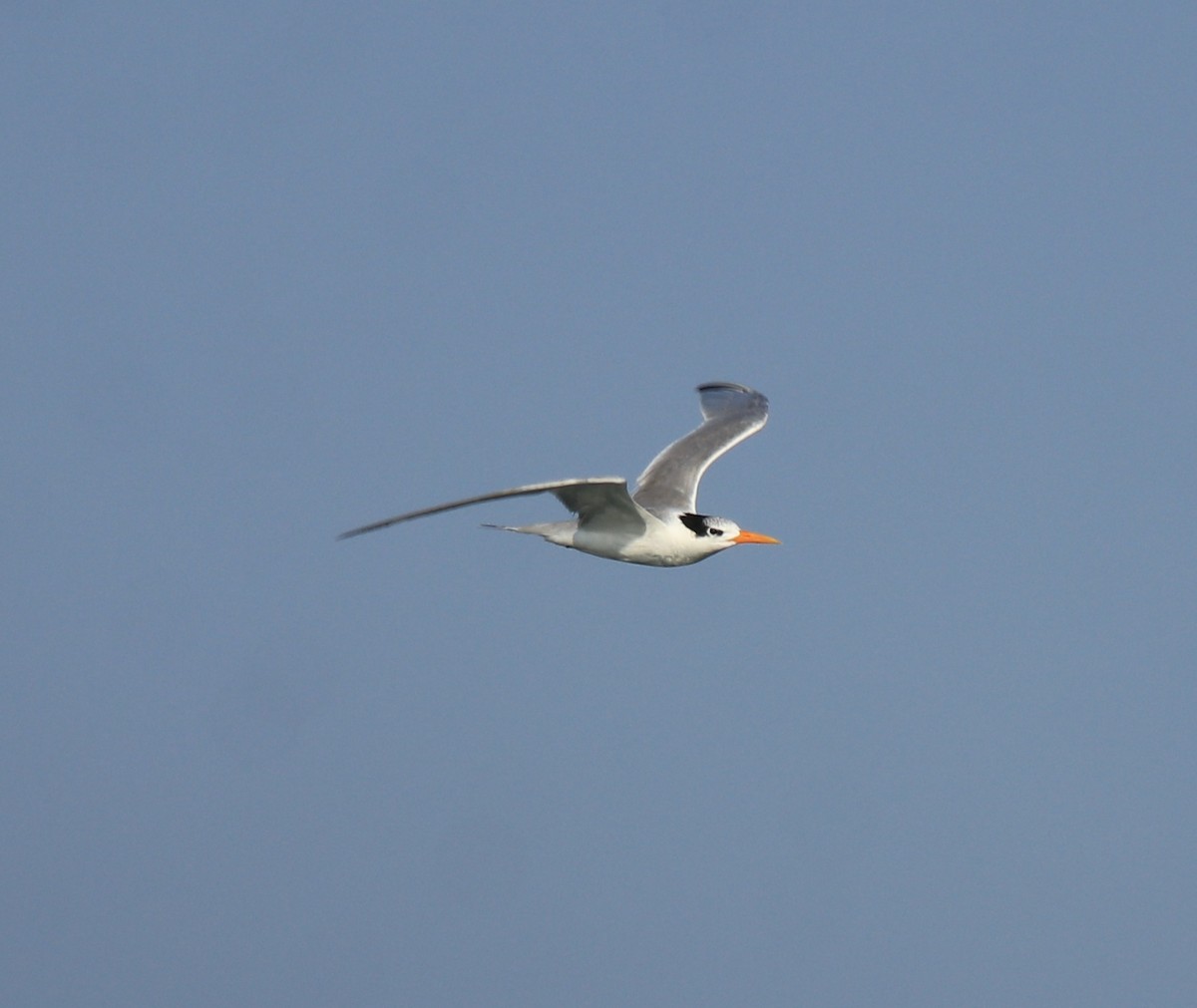 Lesser Crested Tern - ML617961418