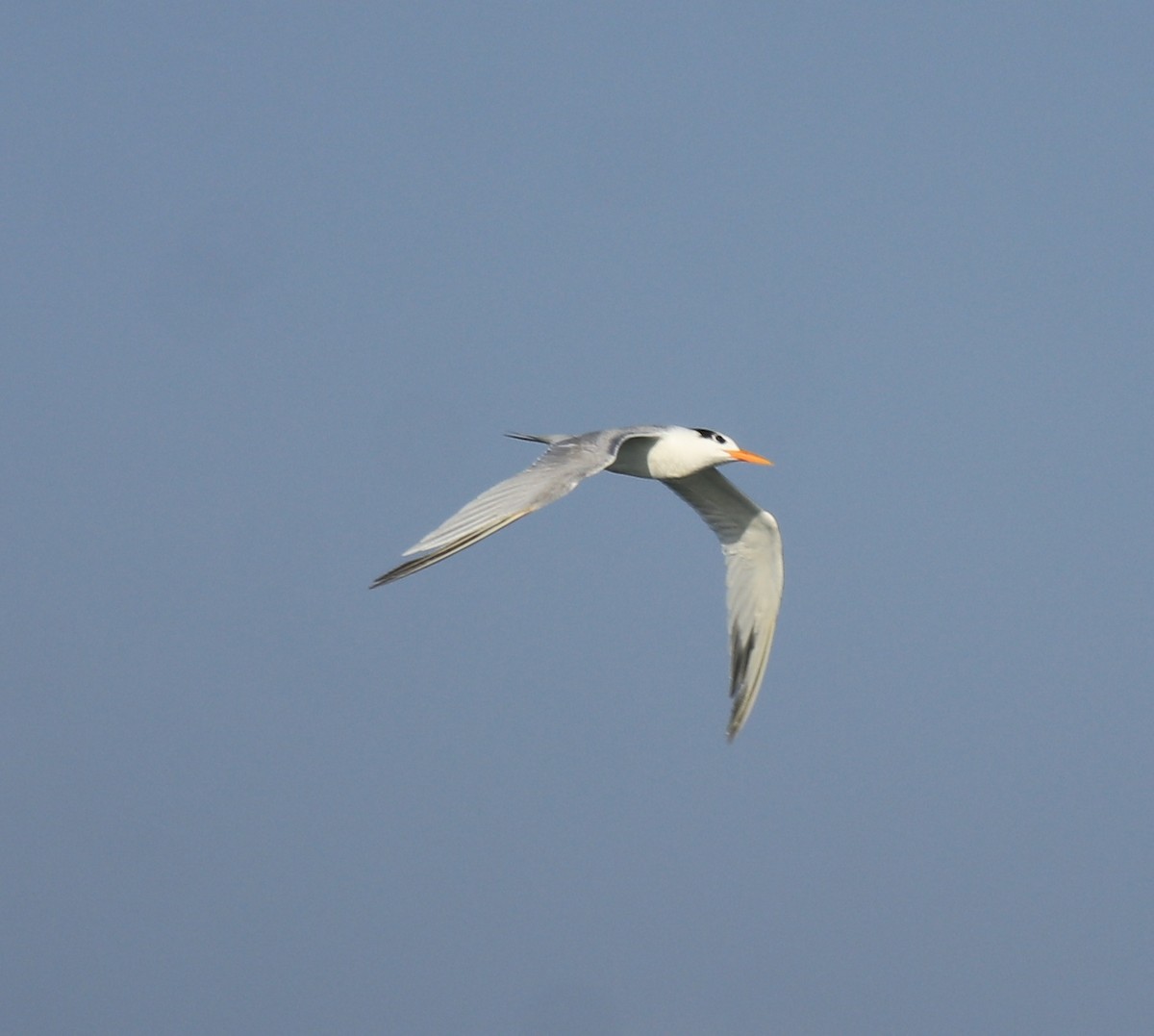 Lesser Crested Tern - ML617961419
