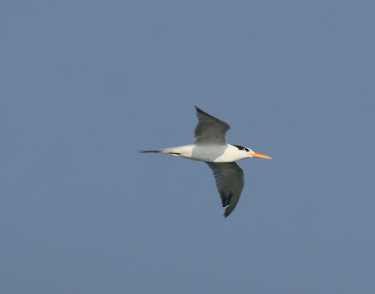 Lesser Crested Tern - ML617961421