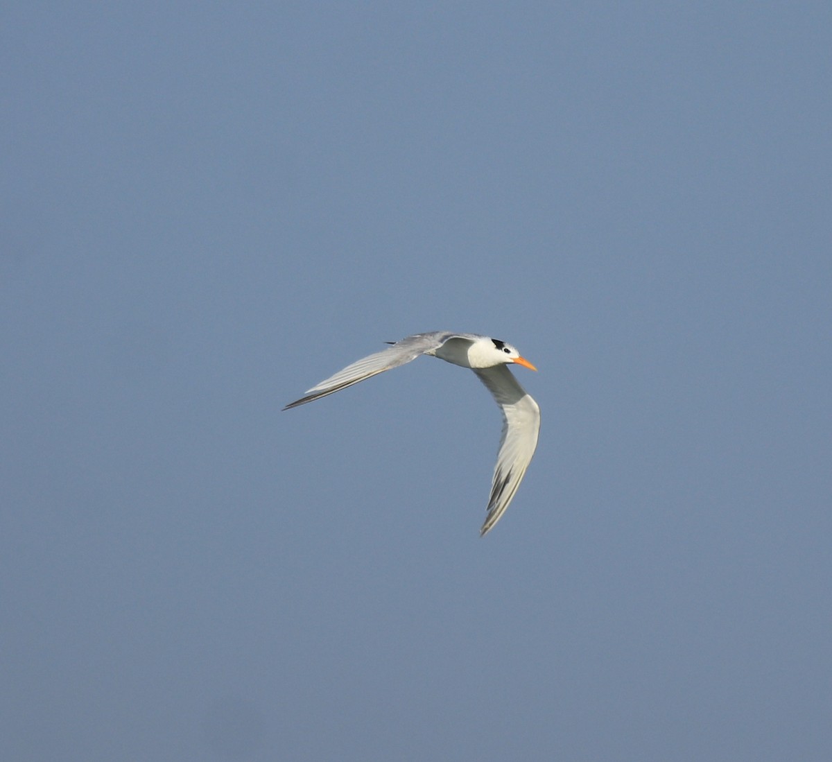 Lesser Crested Tern - ML617961423