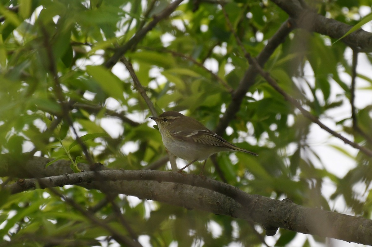 Yellow-browed Warbler - ML617961449