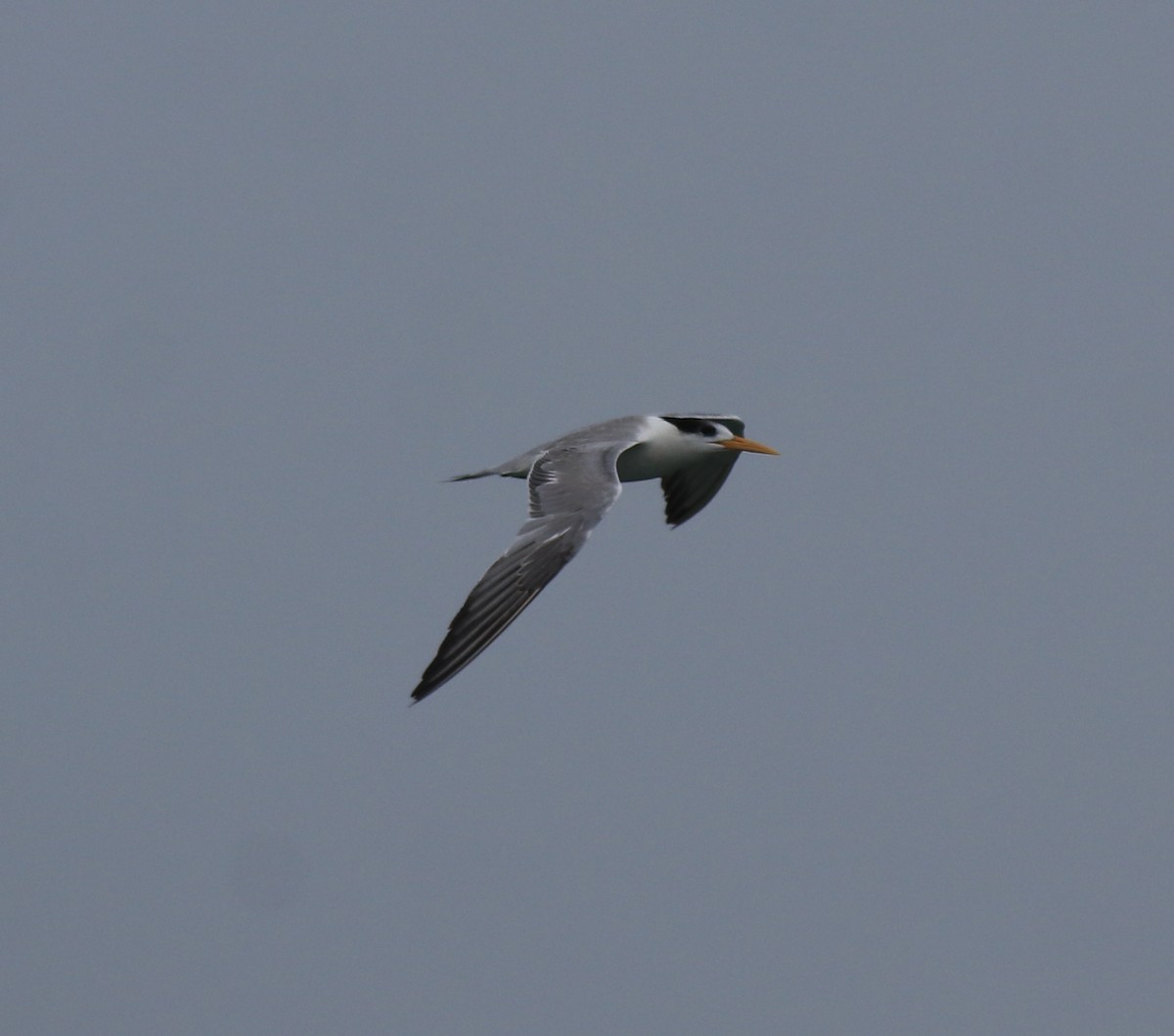Lesser Crested Tern - ML617961455