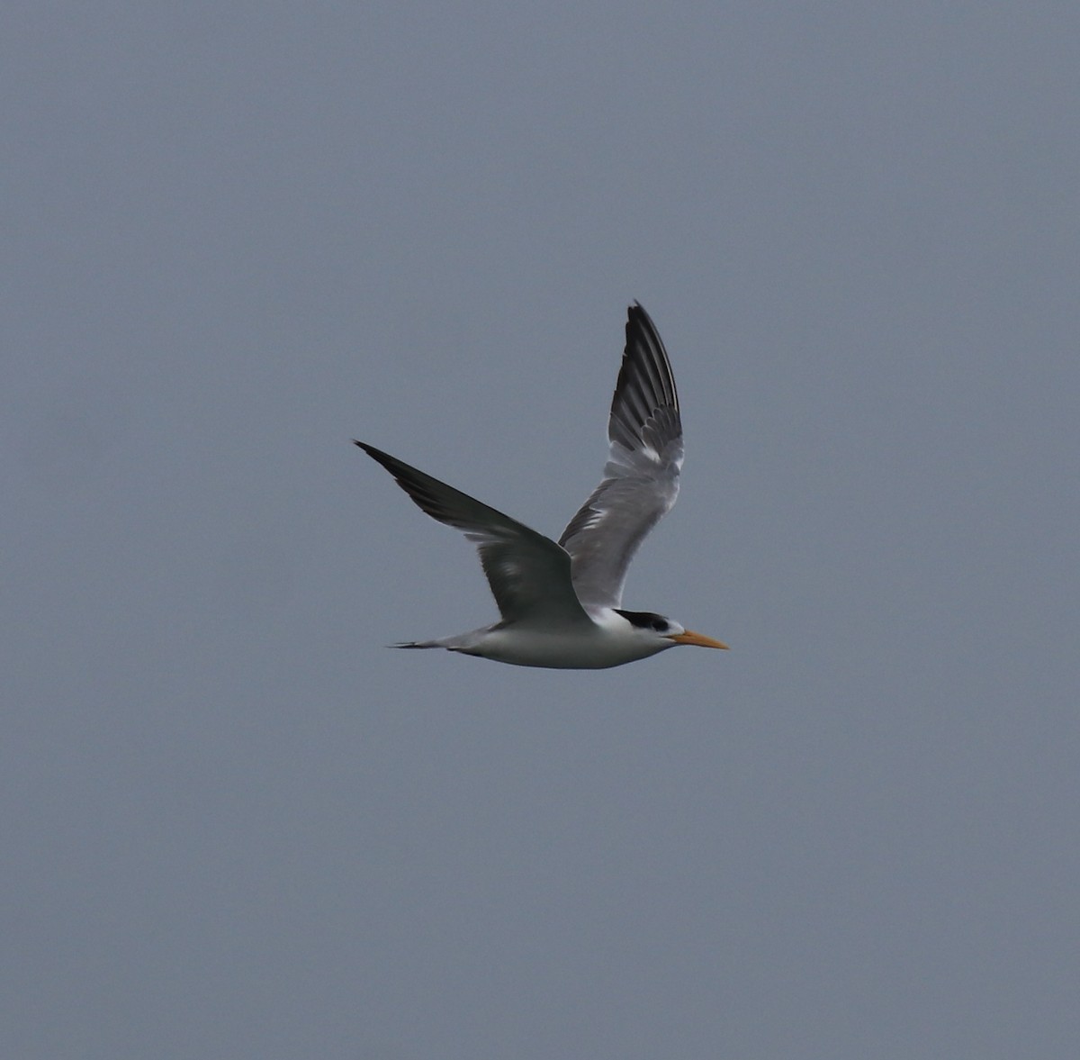 Lesser Crested Tern - ML617961456