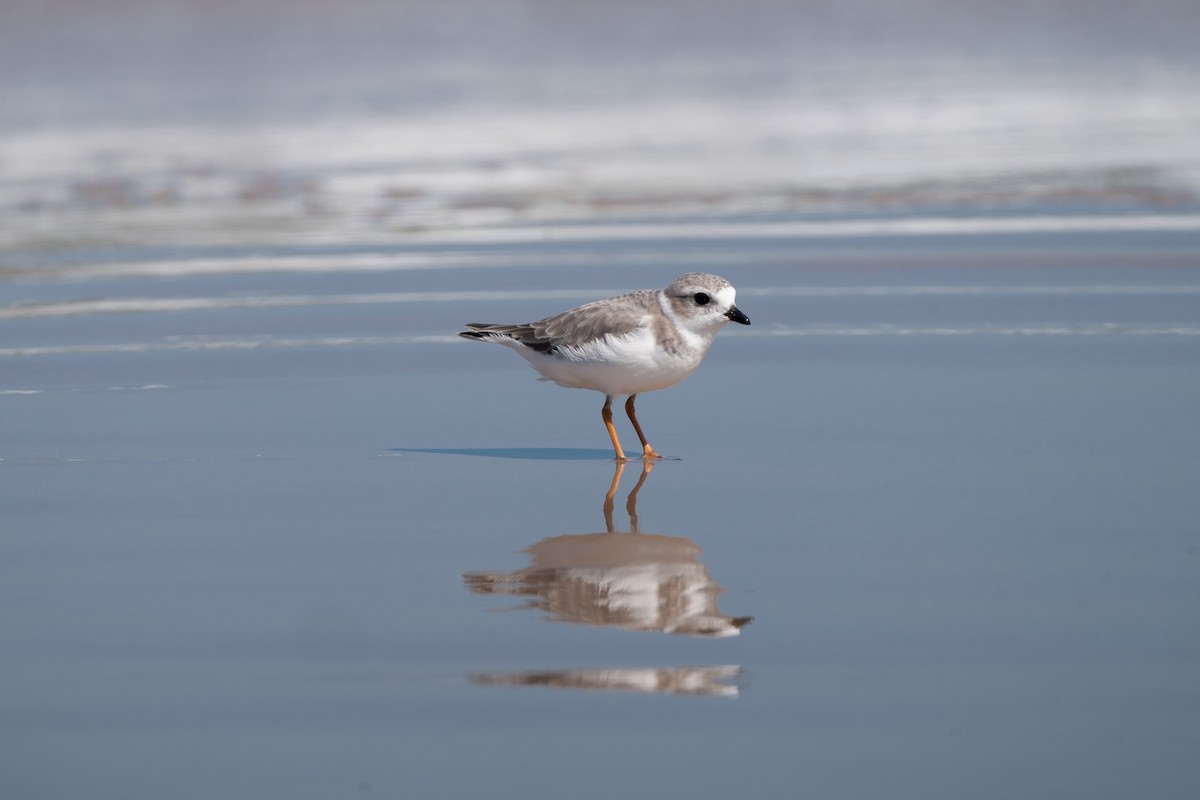 Piping Plover - ML617961473