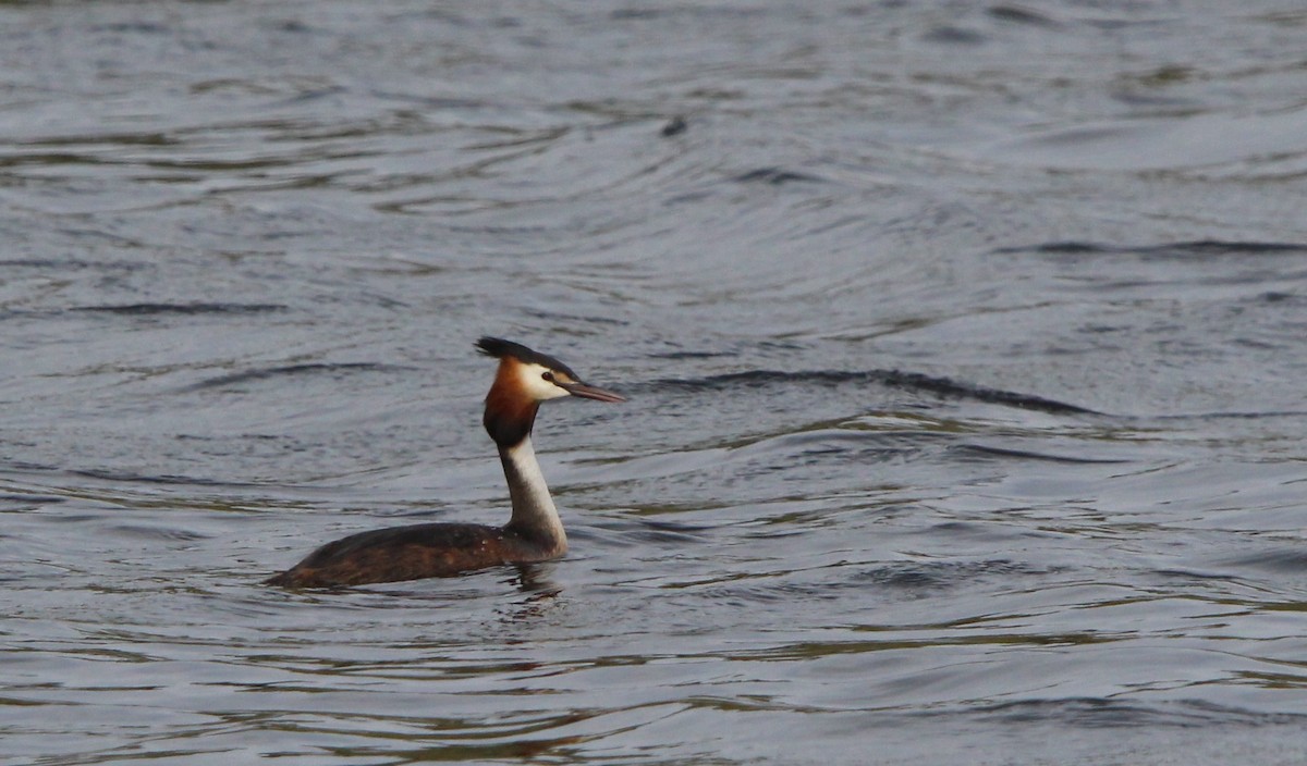 Great Crested Grebe - ML617961491
