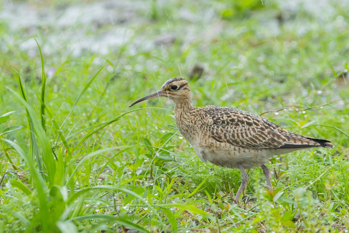 Little Curlew - ML617961496
