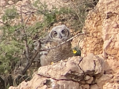 Great Horned Owl - ML617961503
