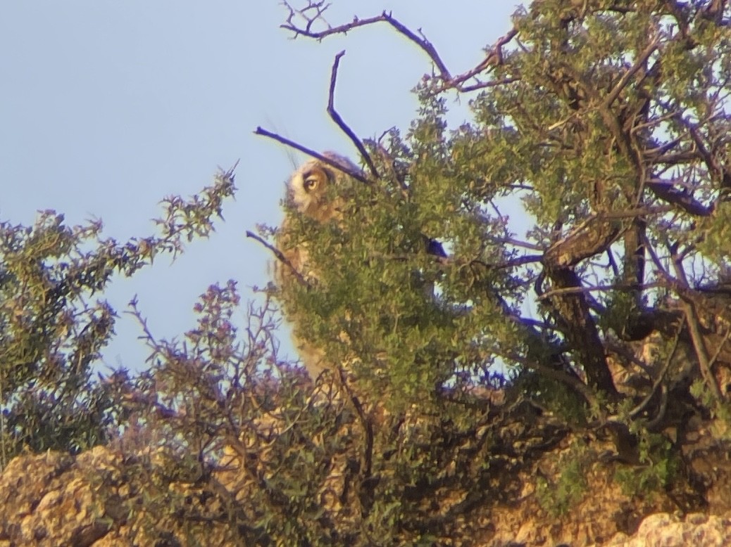 Great Horned Owl - ML617961506