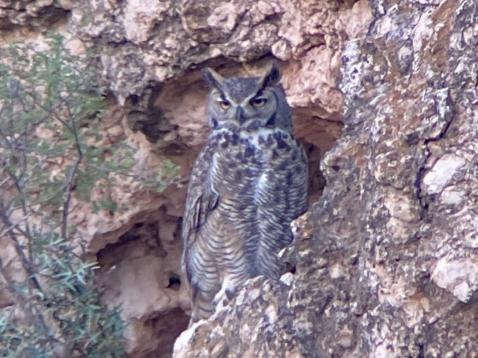 Great Horned Owl - ML617961507