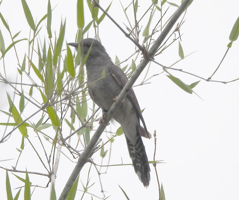 Gray-bellied Cuckoo - ML617961517