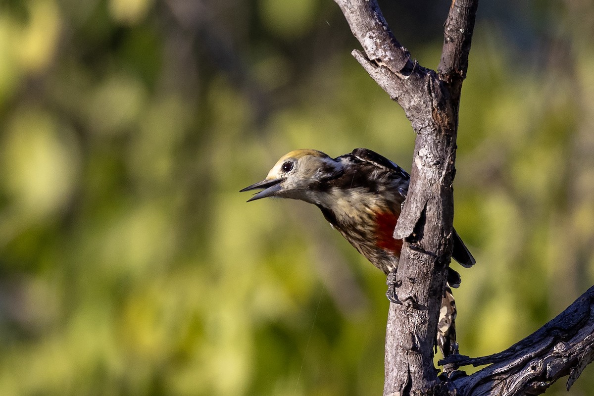 Yellow-crowned Woodpecker - ML617961519