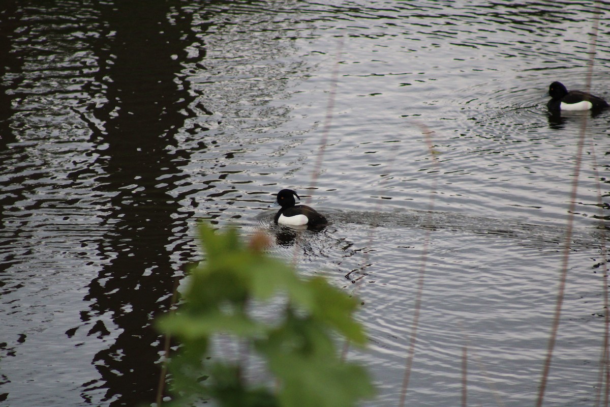Tufted Duck - F Loose