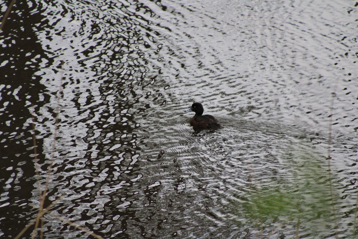 Tufted Duck - ML617961549
