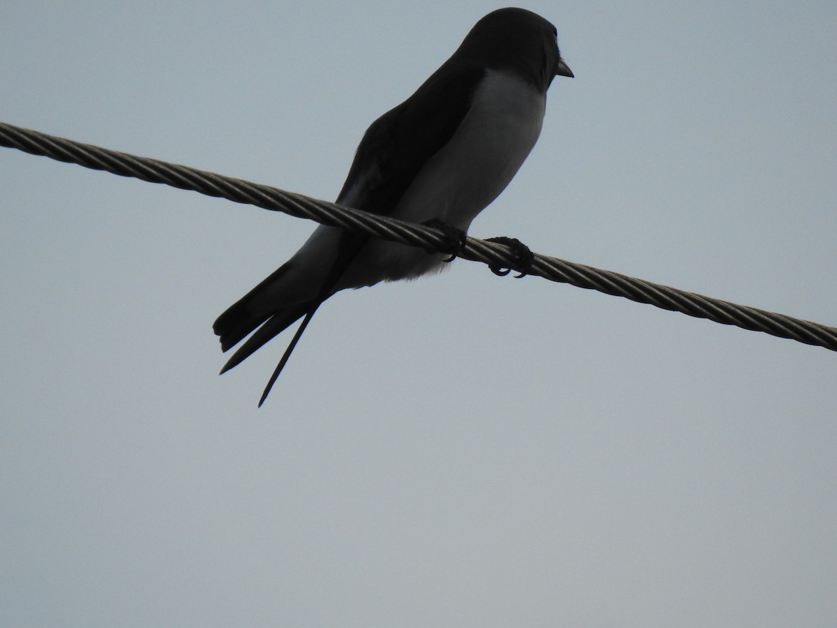 White-breasted Woodswallow - ML617961568