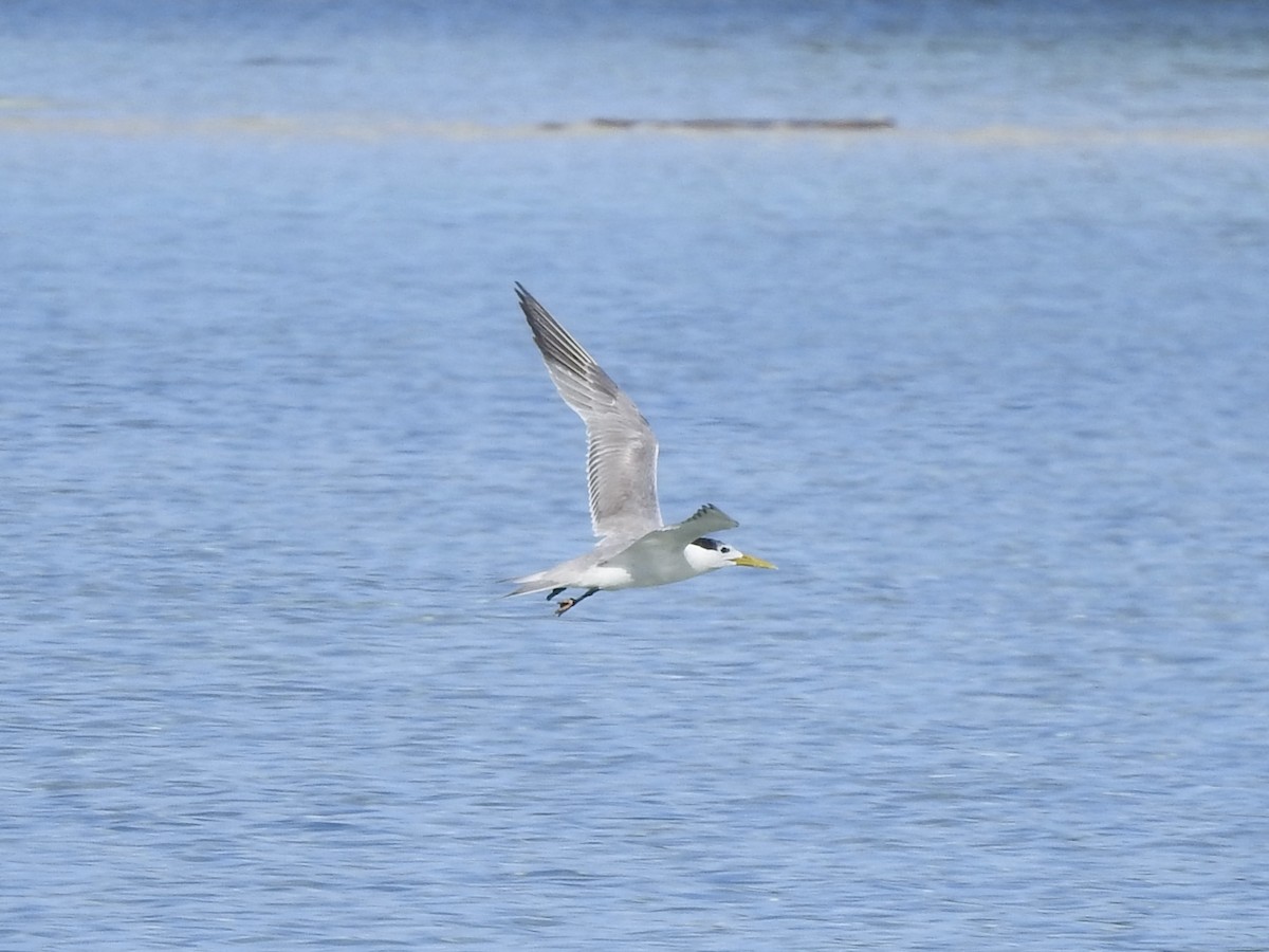 Great Crested Tern - ML617961579