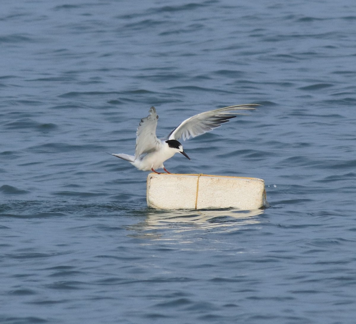 Common Tern - ML617961600