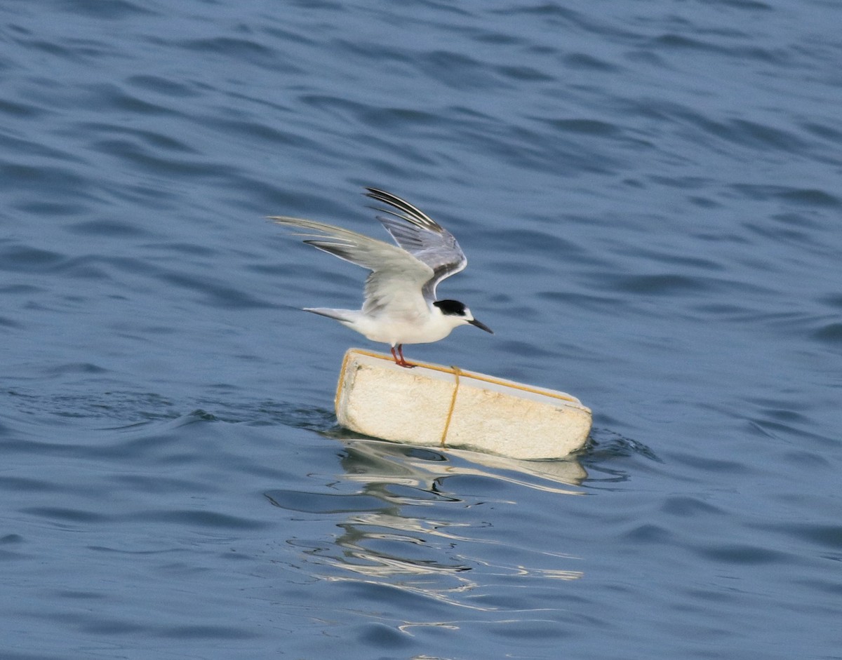 Common Tern - ML617961608
