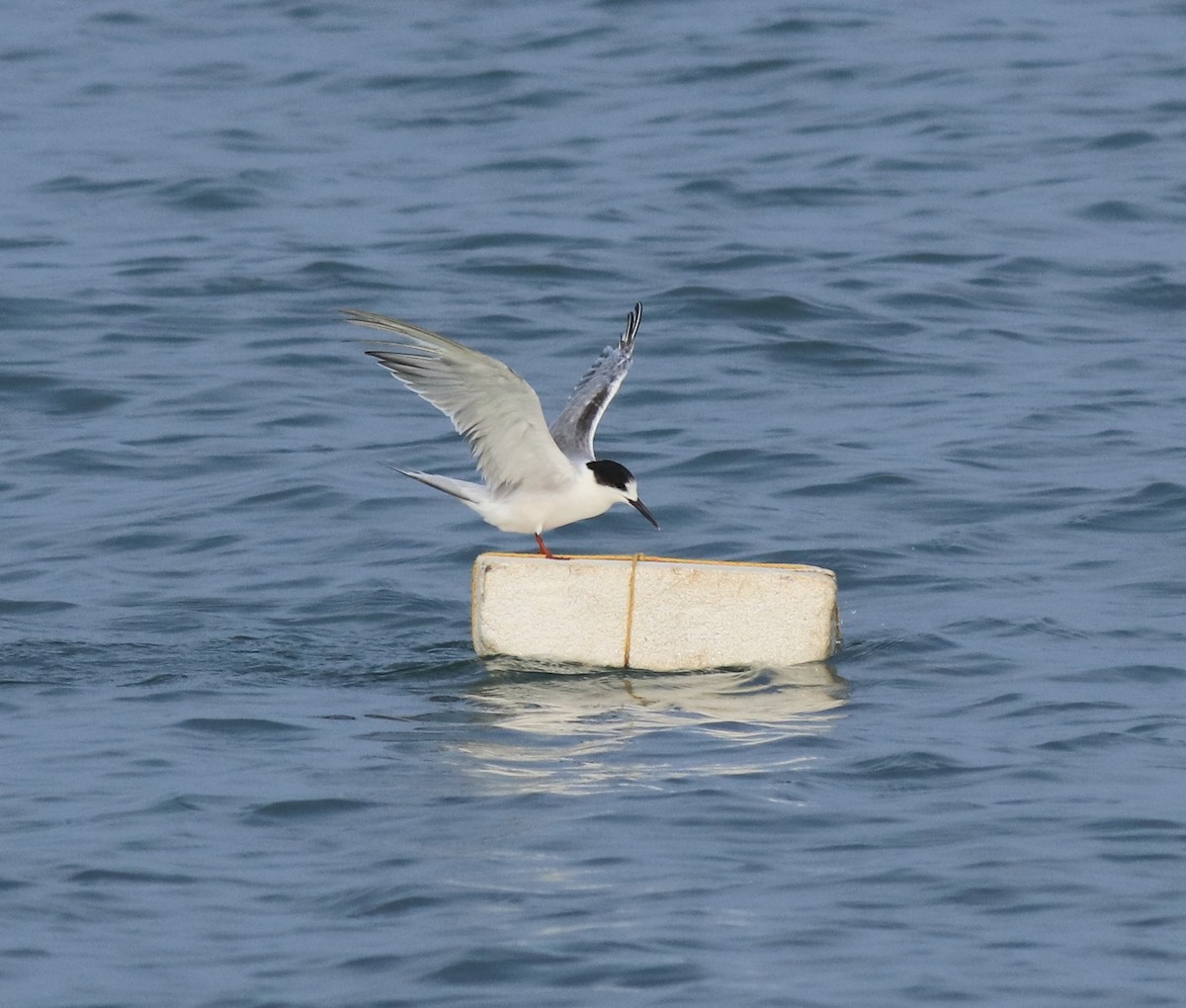 Common Tern - ML617961609