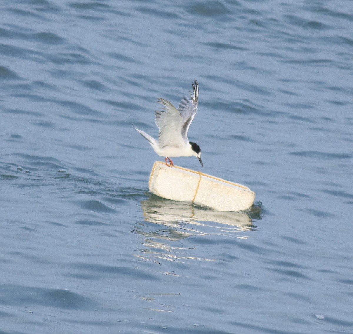 Common Tern - ML617961617
