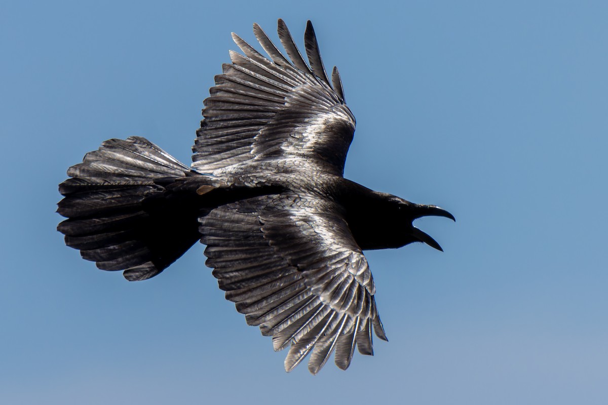 Common Raven - Martí  Mendez