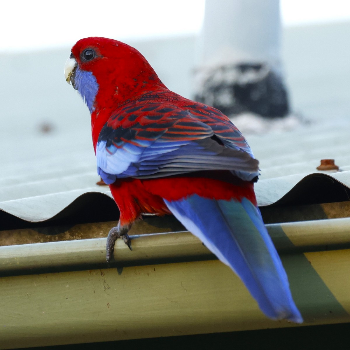 Australian King-Parrot - ML617961643