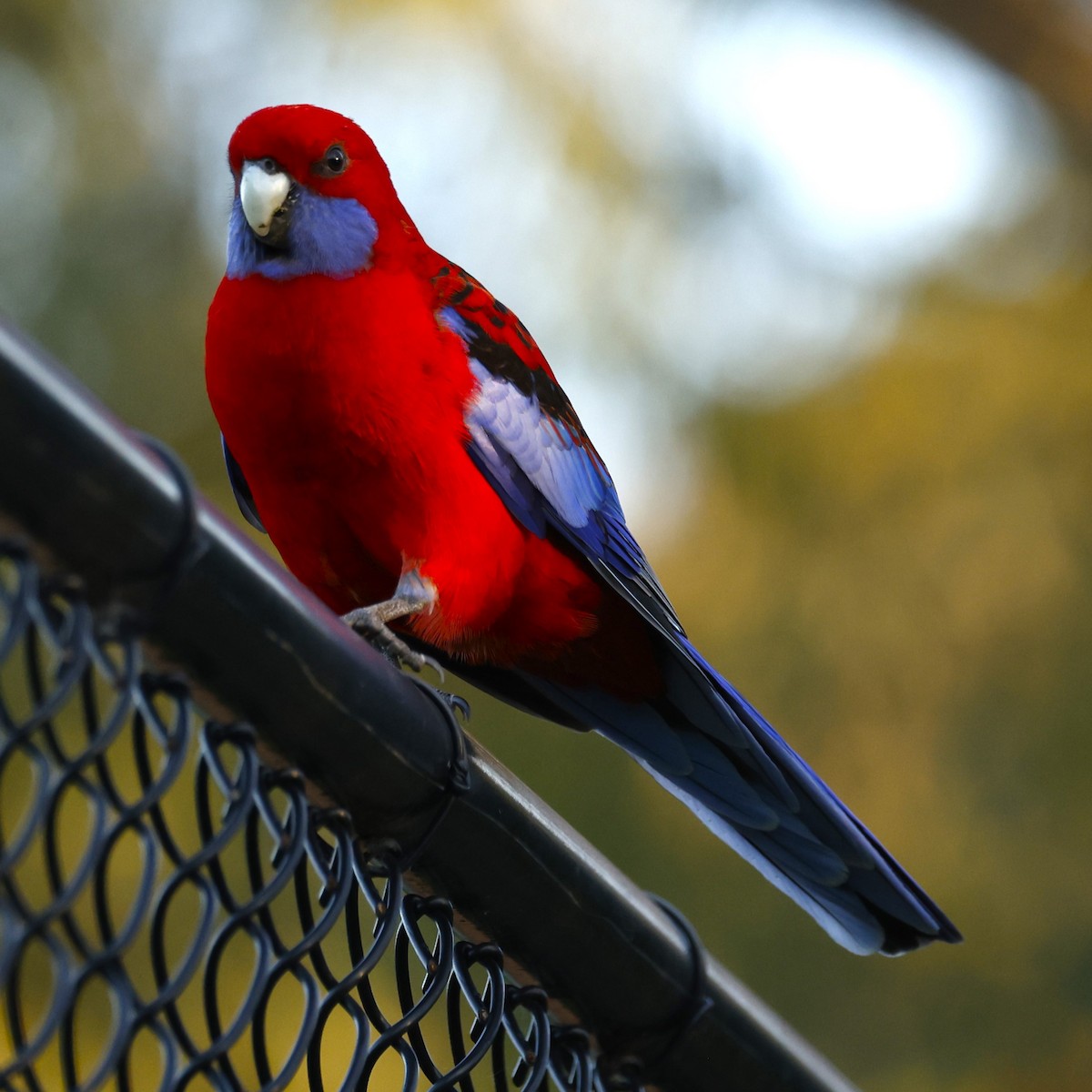 Australian King-Parrot - ML617961644