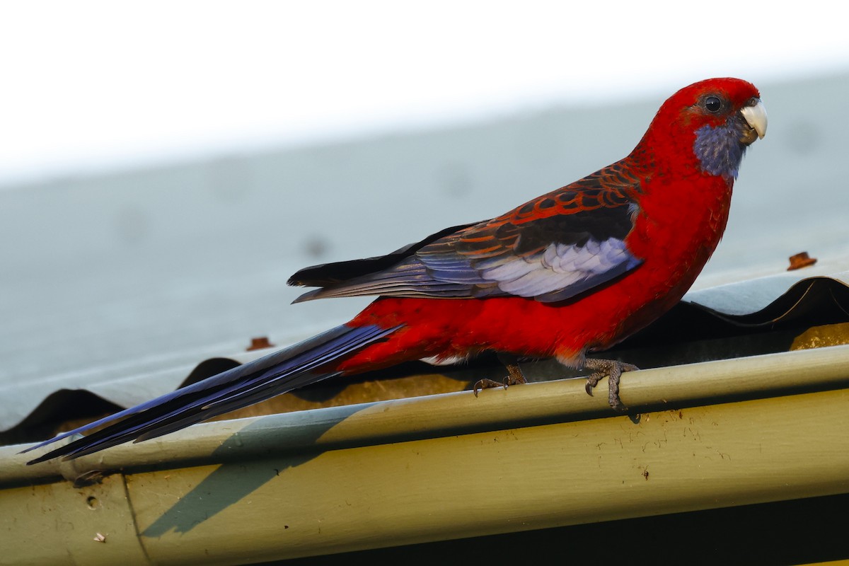 Australian King-Parrot - ML617961645