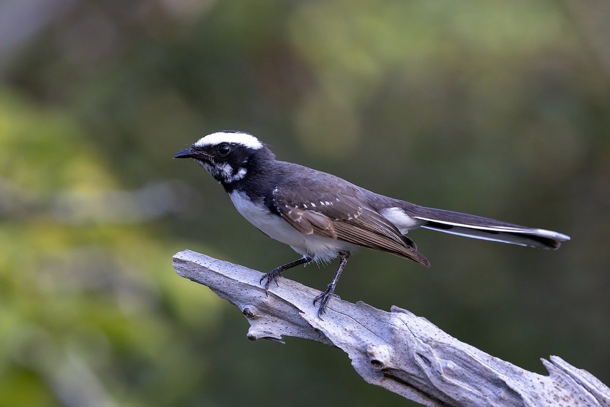 White-browed Fantail - Niall D Perrins