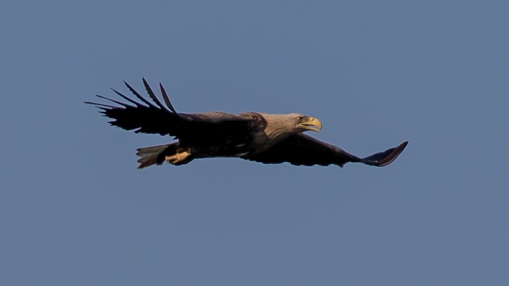 White-tailed Eagle - Milan Martic