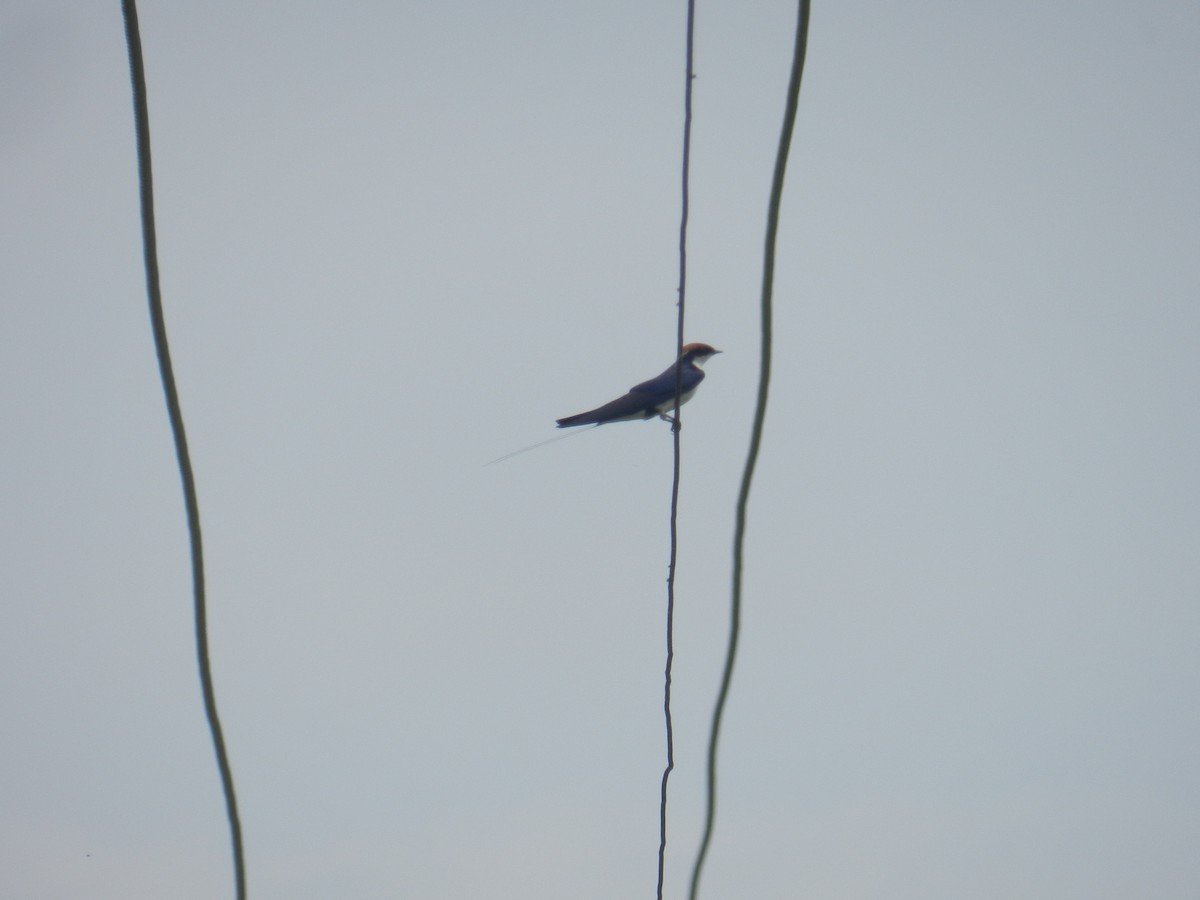 Wire-tailed Swallow - ML617961707