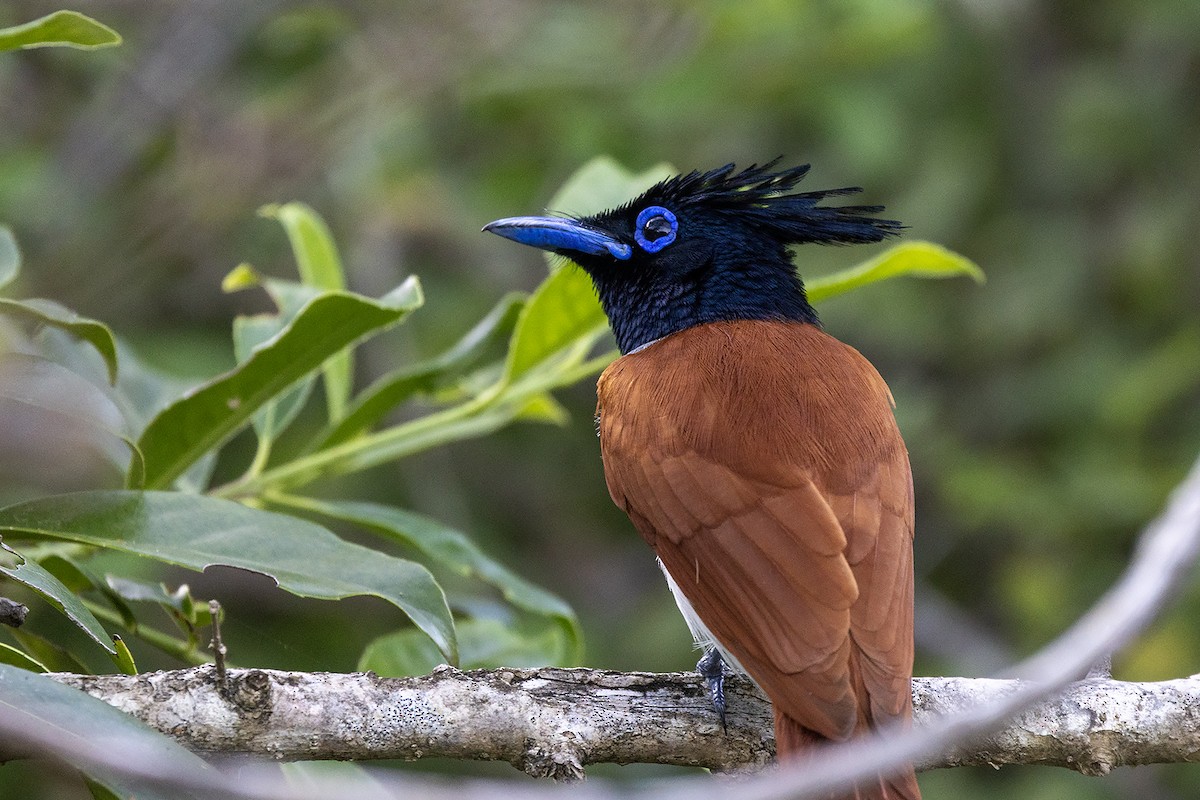 Indian Paradise-Flycatcher - Niall D Perrins