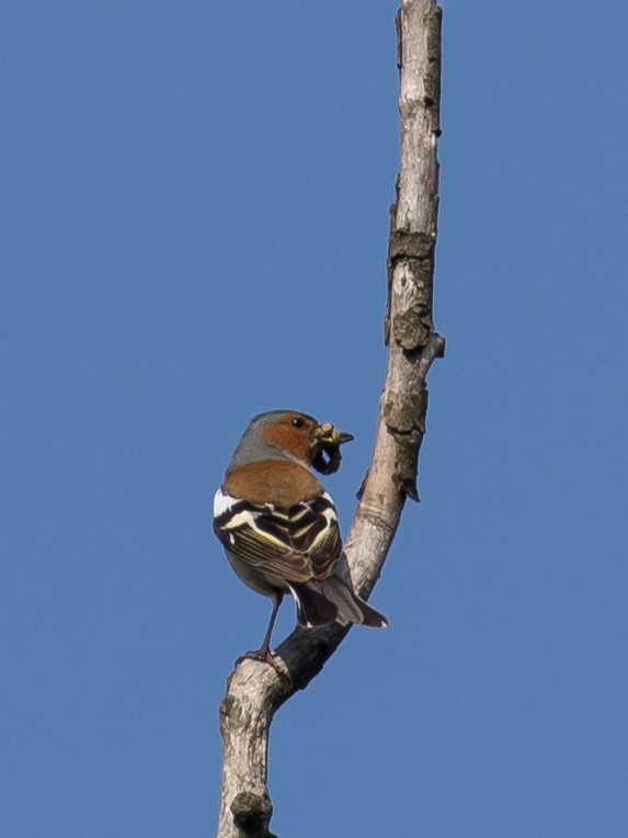 Common Chaffinch - Milan Martic