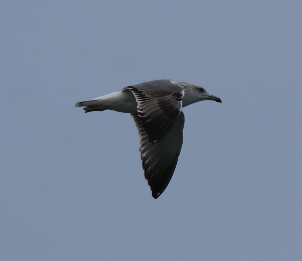 Lesser Black-backed Gull (Steppe) - ML617961728