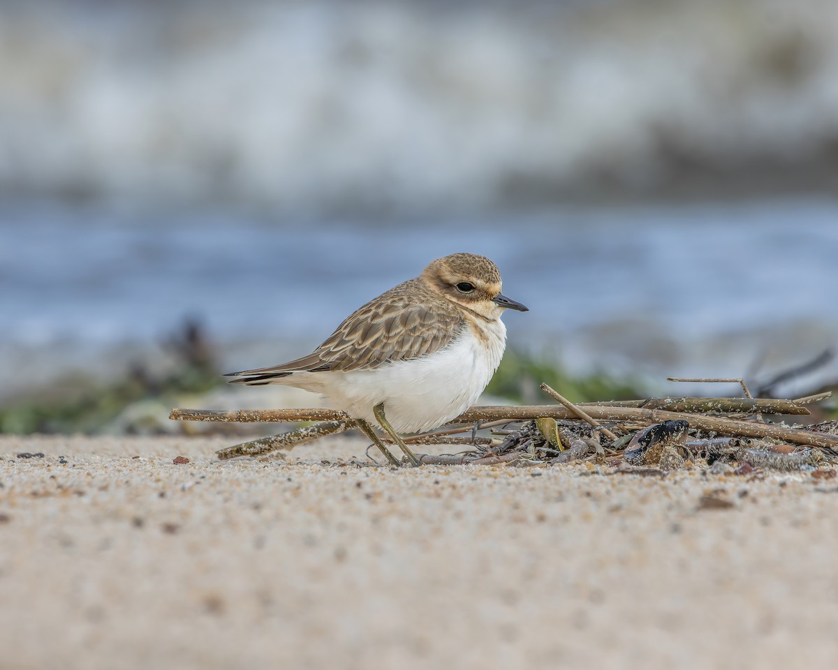 Double-banded Plover - ML617961753