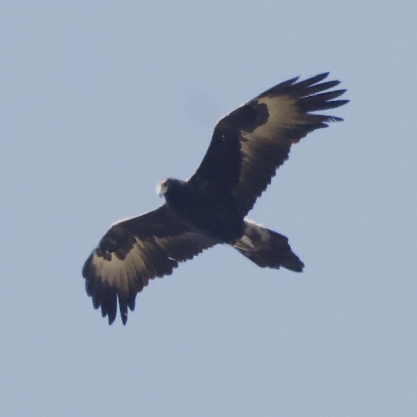 Wedge-tailed Eagle - ML617961761