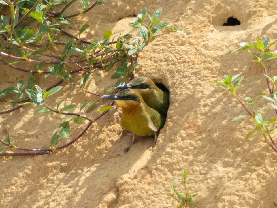Blue-tailed Bee-eater - ML617961770