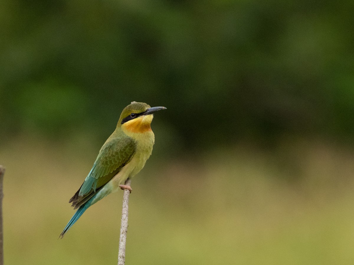 Blue-tailed Bee-eater - ML617961773
