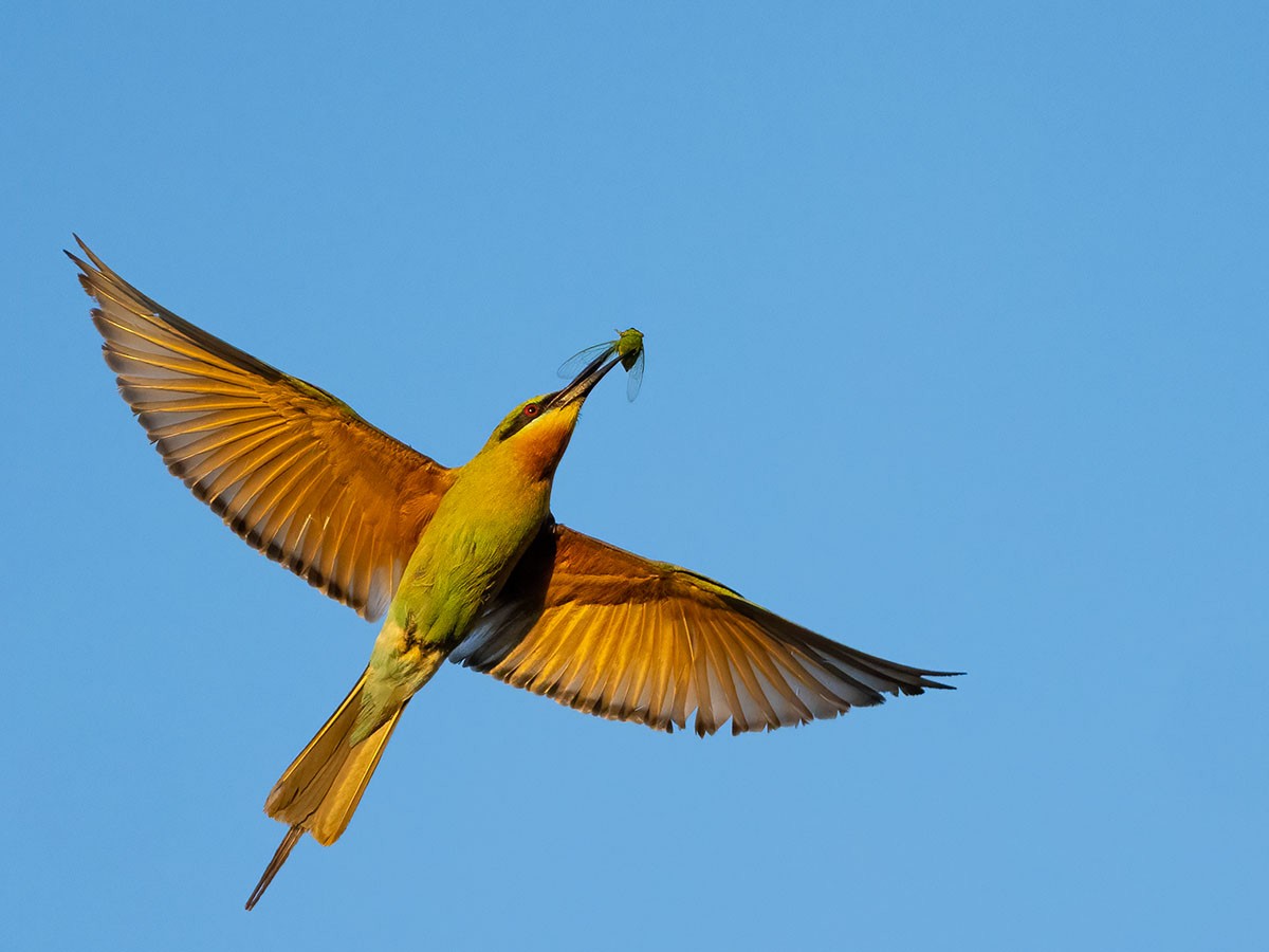 Blue-tailed Bee-eater - ML617961778