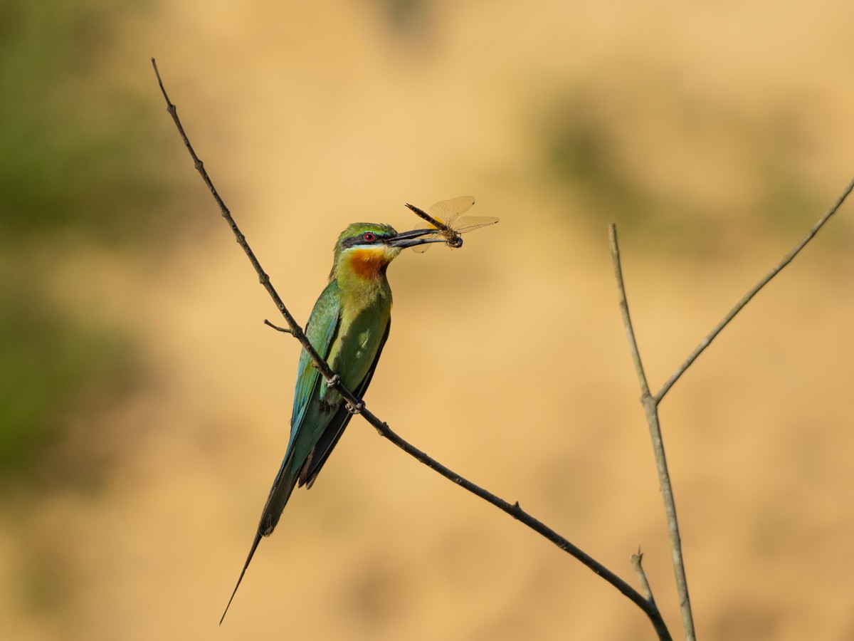 Blue-tailed Bee-eater - Ben Tsai