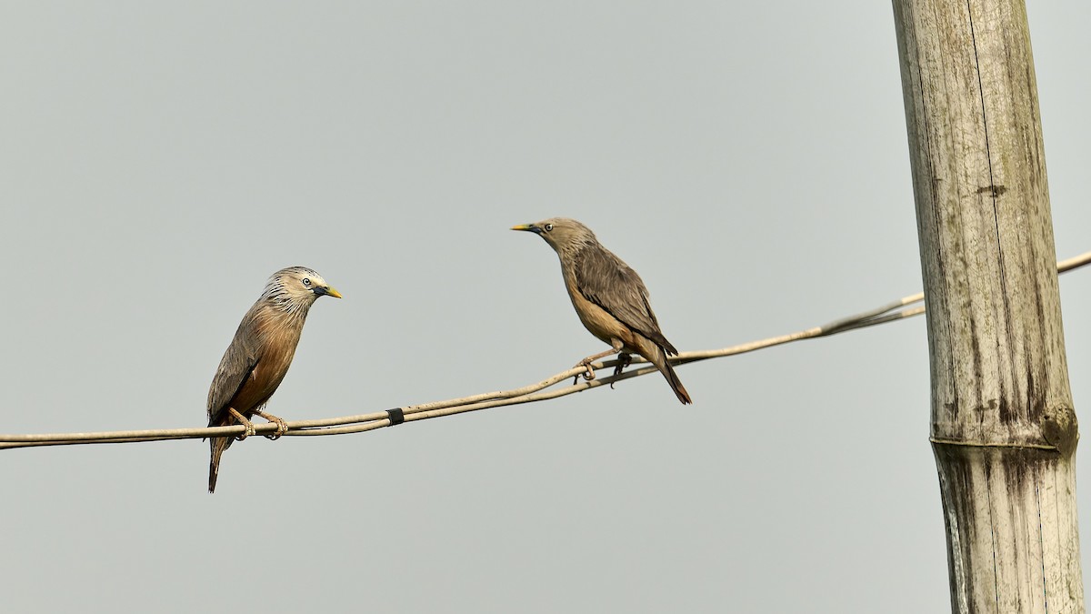 Chestnut-tailed Starling - ML617961798