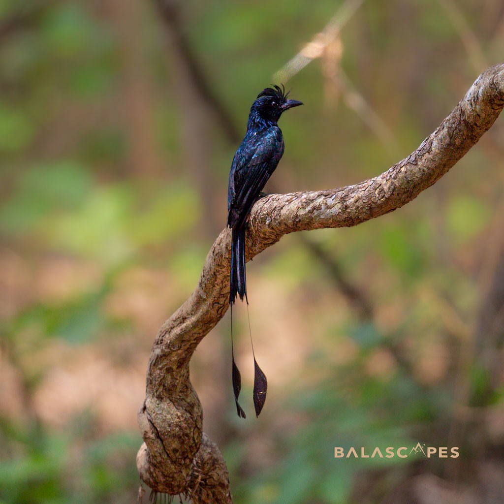 Greater Racket-tailed Drongo - ML617961809