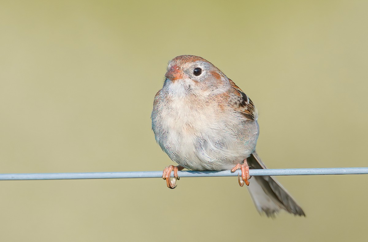 Field Sparrow - ML617961811