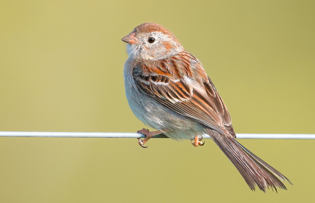 Field Sparrow - Matt Mason