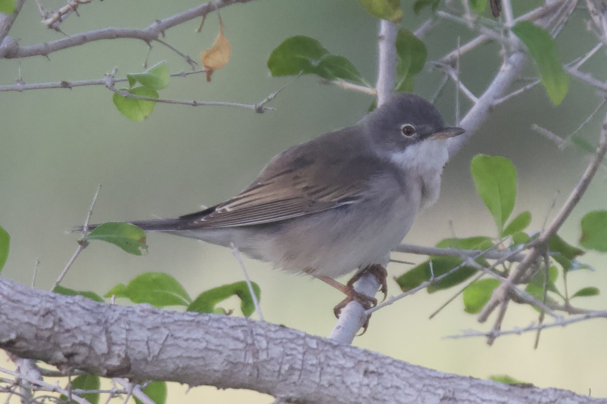 Greater Whitethroat - Chris Limbach