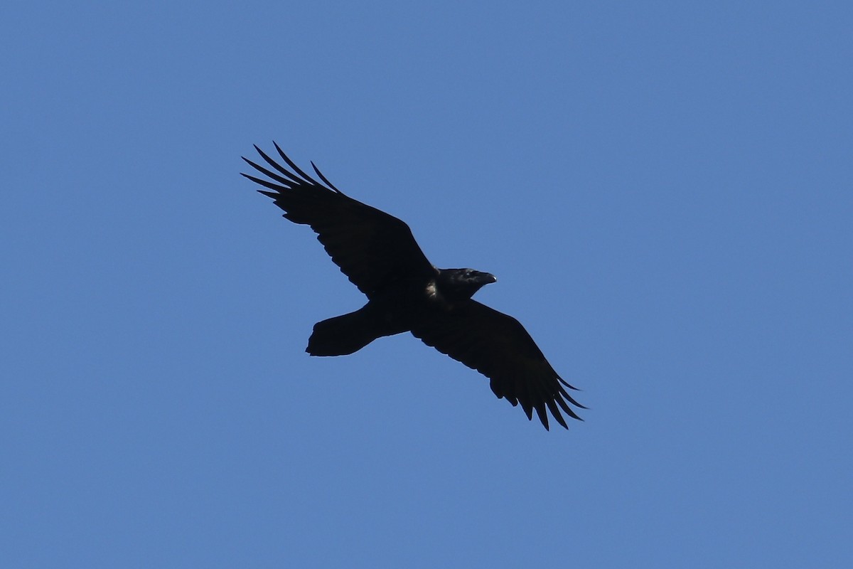 Common Raven - Irvin Pitts