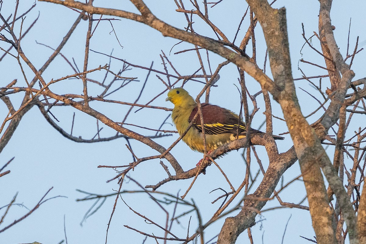 Sri Lanka Green-Pigeon - ML617961854